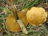 Suillus variegatus image