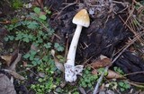 Amanita sinicoflava image