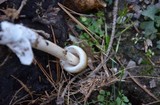 Amanita sinicoflava image