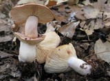 Lactarius xanthogalactus image