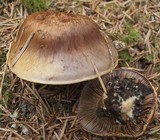 Cortinarius collinitus image