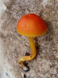 Hygrocybe mucronella image