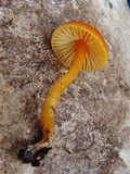 Hygrocybe mucronella image