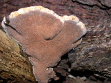 Onnia tomentosa image