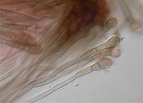 Geoglossum glabrum image