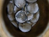Nidula candida image