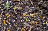 Clavulinopsis fusiformis image