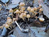 Psilocybe pelliculosa image