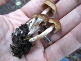 Psilocybe pelliculosa image