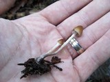 Psilocybe pelliculosa image