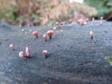 Ascocoryne sarcoides image