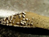 Diderma hemisphaericum image