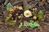 Psilocybe pelliculosa image