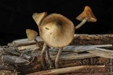 Psilocybe pelliculosa image