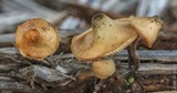 Psilocybe pelliculosa image