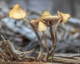 Psilocybe pelliculosa image
