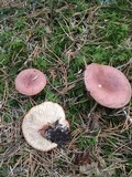 Lactarius rufus image