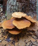 Gymnopilus ventricosus image