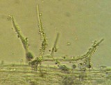 Typhula erythropus image