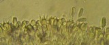 Typhula erythropus image