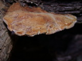 Onnia tomentosa image