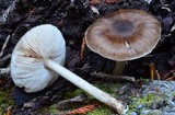 Pluteus exilis image