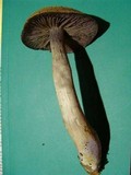 Cortinarius salor image