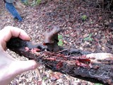 Gyromitra infula image