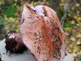 Cortinarius rufo-olivaceus image