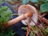 Cystoderma amianthinum image