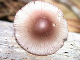 Mycena purpureofusca image