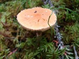 Cystoderma amianthinum image