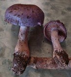 Cortinarius salor image