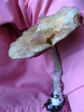 Inocybe haemacta image