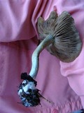 Inocybe haemacta image