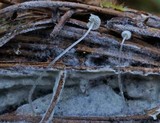 Mycena aciculata image
