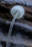 Mycena aciculata image