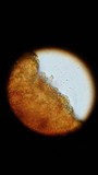 Gymnopilus liquiritiae image