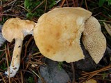 Hydnum rufescens image