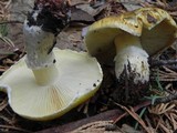 Floccularia albolanaripes image