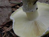 Floccularia albolanaripes image