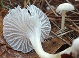 Marasmius calhouniae image