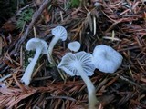 Marasmius calhouniae image
