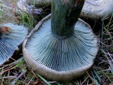 Lactarius deliciosus var. piceus image