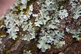 Parmotrema reticulatum image
