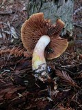 Cortinarius rubicundulus image