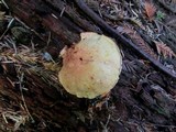 Cortinarius rubicundulus image
