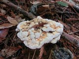 Hydnellum aurantiacum image