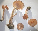 Contumyces rosellus image