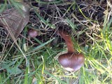 Chroogomphus vinicolor image
